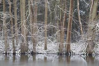 Erlen am Ufer Schnee