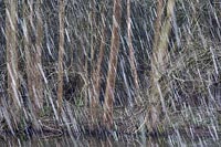 Schneetreiben vor Baeumen