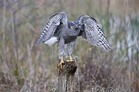 Habicht Fluegel hebend