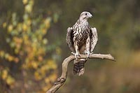 Sakerfalke a Ast Herbstlaub