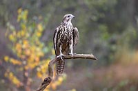 Sakerfalke a Ast v vorn