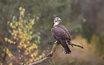 Sakerfalke n hinten schauend