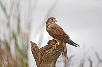 Turmfalke m Maus auf Pfahl