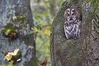 Waldkauz in Hoehle ruhend