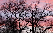 Aeste blaurosa Morgenhimmel