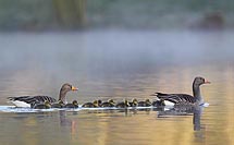 Graugans Eltern m Kuecken