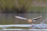 Graugans beim Startlauf