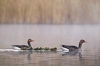 Graugans Familie Morgendunst