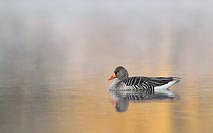 Graugans im Morgenlicht