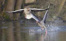 Graugans Vertreibung