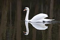 Hoeckerschwan mit Spiegelbild