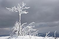 Lusen Baeumchen mit Schnee