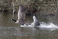 Graugans beisst Kanadagans