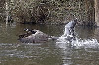 Graugans attakiert Kanadagans