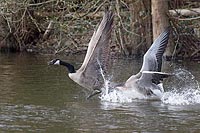 Graugans zwickt Kanadagans