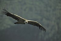 Gaensegeier �ber Wald