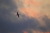 Basstoelpel a Abendhimmel