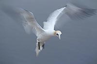 Basstoelpel Langzeitbel