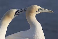 Basstoelpel Sozialkontakt