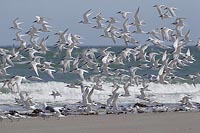 Brandseeschwalben auffliegend