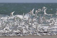 Brandseeschwalben gr Trupp