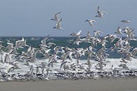 Brandseeschwalben Schwarm