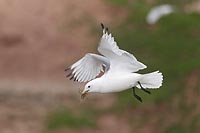 Dreizehenmoewe Nistmaterial