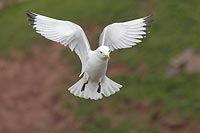 Dreizehenmoewe Ruettelflug