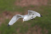 Dreizehenmoewe traegt Gras