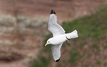 Dreizehenmoewe v Felswand