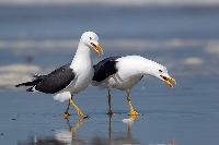 Heringsmoewe 2 a Strand