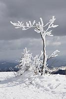 Lusen Baeumchen verschneit
