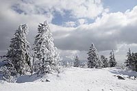 Lusen verschneite Baeume