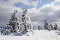 Lusen verschneite Tannen