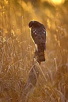 Sperber im Abendlicht