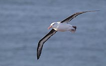 Schwarzbrauenalbatros Meer