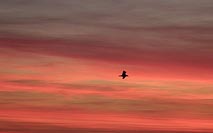 Abendrot leuchtend mit Vogel