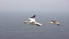 Basstoelpel 2 fliegende