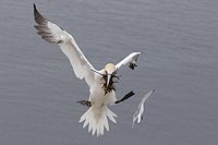 Basstoelpel Anflug Nistmateria