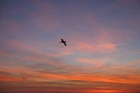 Basstoelpel blauroter Himmel