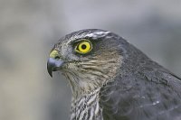 Sperber Kopfportraet