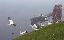 Basstoelpel Flug Lange Anna