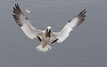 Basstoelpel geoeffnete Fluegel