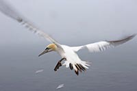 Basstoelpel im Flug Wischer