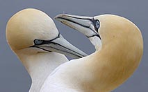 Ba�toelpel zaertlicher Umgang