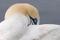 Basstoelpel geschlossene Lider