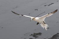 Basstoelpel Holzstab