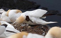 Basstoelpel Kolonie Ei