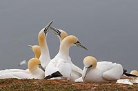 Basstoelpel Kommunikation