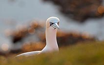 Basstoelpel Kopf Flaris